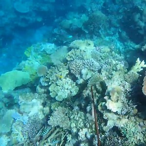 SPEARFISHING - Hunting fish in the ocean, big-mouthed thick-skinned fish | Diving With Sharks