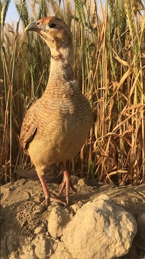 “Wild Teetar in Field 🐦 | Rare Close-Up Partridge Video | Amazing Bird Shot”