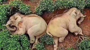 Pic of drunk elephants sleeping peacefully in China goes viral. Here's the truth