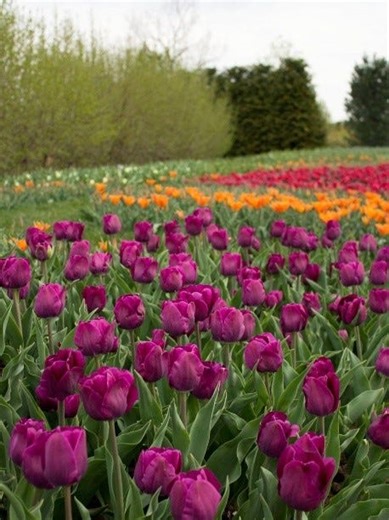 How to determine which bulbs to plant, and when