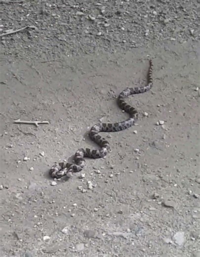 copperhead my mom and I ran into in PA
