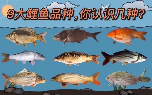 你知道吗？鲤鱼品种达9种之多，哪怕很多老钓鱼人也只认识2、3种