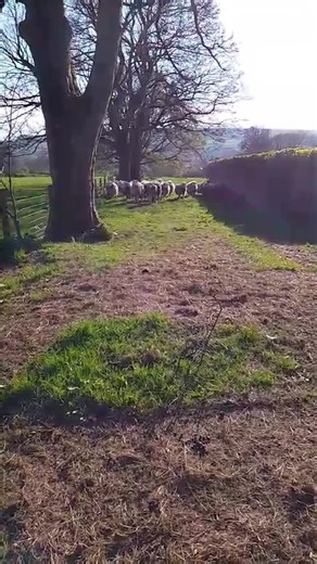 #walks #sheep #farmlife #freedom