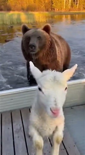 The Fastest Sheep: Swimming Away from a Bear to a Waiting Boat