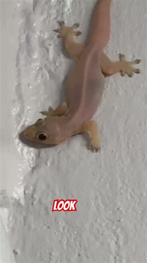 Why Pinky Geckos Cost $100,000