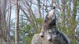 Nature is the ultimate muse. ~ Helene Grimaud | Wolf Conservation Center