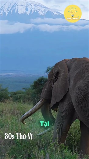 Những con voi có cặp ngà khổng lồ hiếm nhất thế giới #shortsvideo #shortvideo #viral #shorts