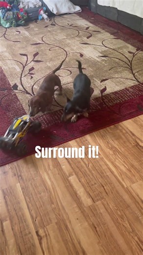 Hunter and Minion vs. remote control car. #dachshund #cutedachshund
