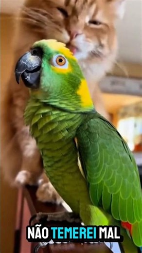 Ele sentiu a morte lambendo a nuca dele 😨 #gatos #memes #humor