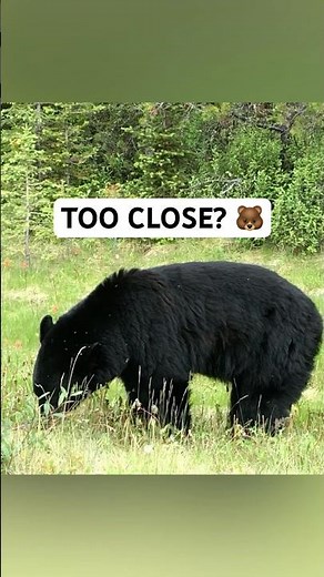Close call with Jasper Black Bear? 🐻