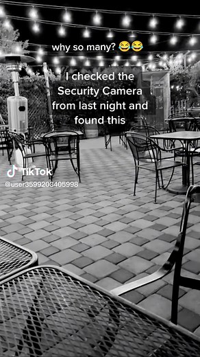 Funny Duck Meme Compilation