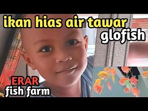 ikan glofish aneka warna size jumbo ‪@erarfishfarm‬