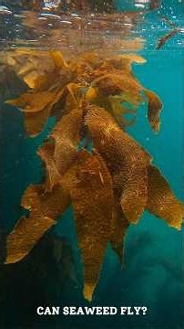 The Sea Weed Replacing Jet Fuel 🌿🌊✈️