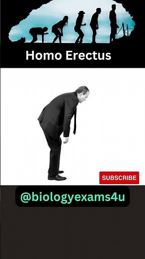 Stages of Human Evolution