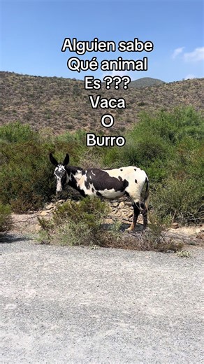 A la madre, un burro o vaca: ¿Qué animal es?