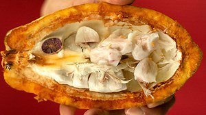 The Many Flavors of Cacao