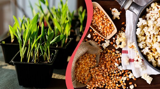 Plantera popcornkärnor och odla ditt eget prydnadsgräs