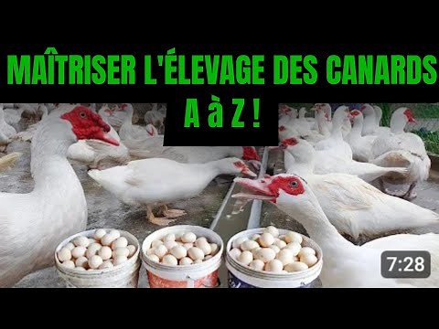 THE DUCK FARMING INDUSTRY. HIGHLY PROFITABLE FROM A TO Z.