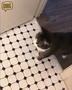 307K views · 10K reactions | Crazy Cat Fights | Xenia Tchoumitcheva | Facebook