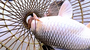 1.9M views · 124K reactions | Best Rural Amazing Bangladeshi Traditional Festival Polo Fishing | World Best Polo Fishing In BD || Saima Fishing | Saima Fishing | Facebook