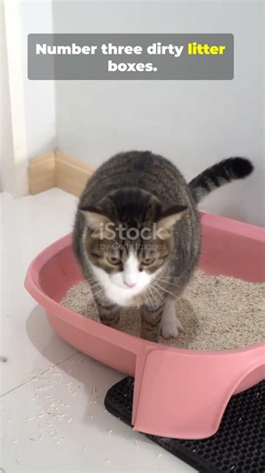 Stop Doing These 5 Things Your Cat Hates 2026 03 25