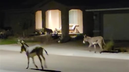 Wild donkeys roam Peoria neighborhood
