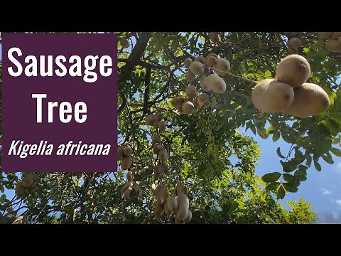 Sausage Tree