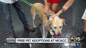 42K views · 461 reactions | Due to July Fourth and recent monsoons, there are currently 1,000 dogs between both Maricopa County Animal Care & Control (MCACC) - Adopt at pets.maricopa.gov facilities. TODAY ONLY, they’re waiving adoption fees for adult dogs and cats.  | ABC15 Arizona | Facebook