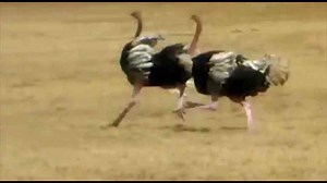 Why researchers say a true dinosaur experience might be closer than we think