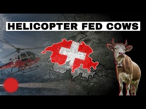 Why Swiss Cows are fed by Helicopter