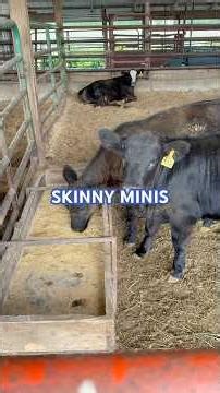 3 skinny minis & 9 hogs 😂 #farming #cattleworld #hobbyfarm #farmlife #livestock #cows