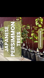 Japanese persimmon trees are a delightful and striking addition to...