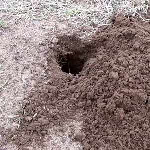 560K views · 3.1K reactions | How a mouse dig a burrow | Natural | Facebook