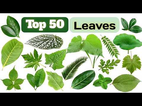 Types Of Leaves| Different Types Of Leaves Names In English| Leaf Names With Pictures|Different Leaf