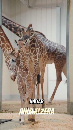 Just another Wednesday in the life of a giraffe.
