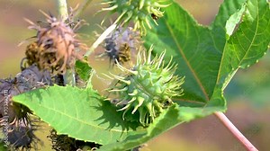 Ricinus communis, the castor bean or castor oil plant, Green seeds Castor oil plant, Herbs
