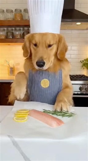 Authentic Italian "Pesce al Cartoccio" by Chef Doggo! 🇮🇹🐟 | Mediterranean Magic