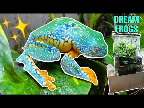 I GOT MY DREAM FROGS! How to breed FRINGED LEAF FROGS (Cruziohyla craspedopus)