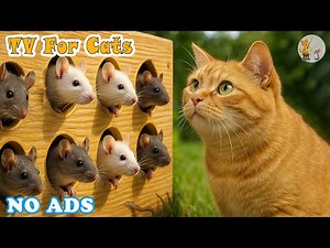 Cat TV for Cats to Watch NO ADS😸Mice Hide & Seek Videos For Cats To Entertain🐭CAT TV Relieve Stress