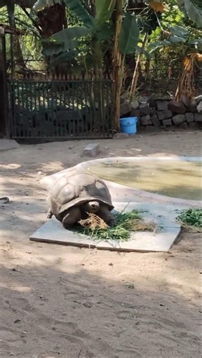 Real Giant Tortoise #viral #trending #shorts #shortvideo