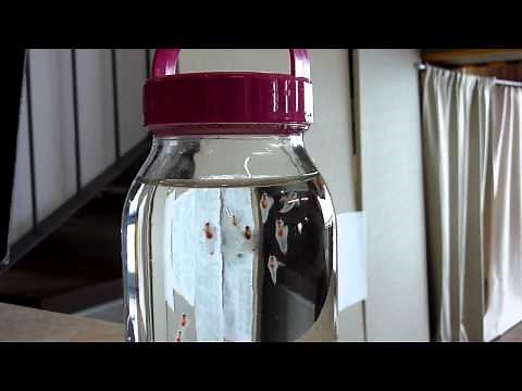 Clione "sea angels" @ Abashiri Tourist Info (Japan)