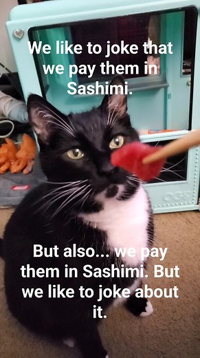 14K views · 865 reactions | It's a weekly bonus | Cat Cosplay | Facebook