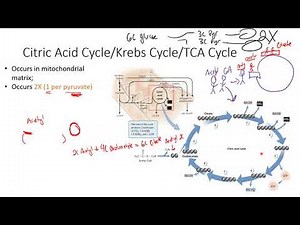 Citric Acid Cycle