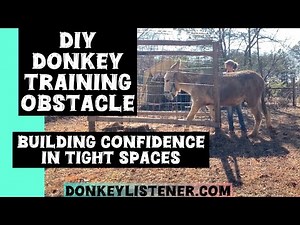 DIY Donkey Training Obstacle to build confidence in tight spaces. Help with Trailer loading!