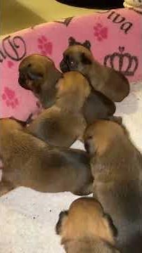 Brussels Griffon puppies