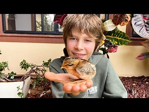 Rescuing and Caring for Lost Baby Chicks!