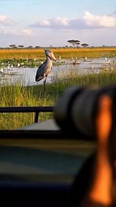 Shoebill the prehistoric bird 😍 | Shoebill Stork