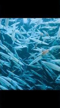 Brilliant Reproduction & Adaptation—Why They Thrive#wildlife #animals #shorts #video