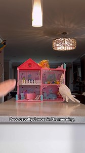 28K views · 2.6K reactions | Do you ever wonder why and how birds dance? #Funnyvideo #cuteanimals #dancingbird | Lucky Lou and Coco Too | Facebook