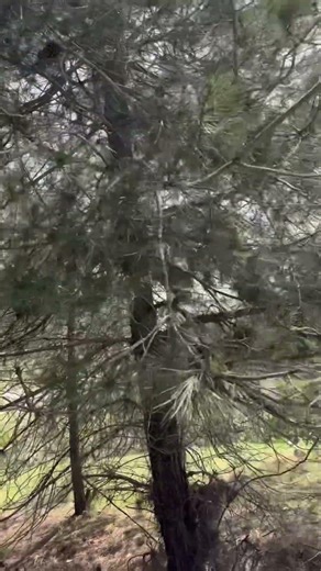 #keşfet #nature #karadenizfirtinasi #doğa #campping #travel #mountains #kamp #nature #öneçıkar